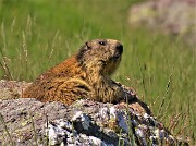 31 Marmotta in osservazione
